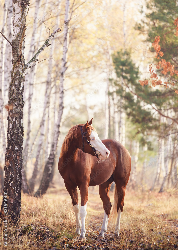 Portrait of red horse with blue eyes and white line on the face Stock