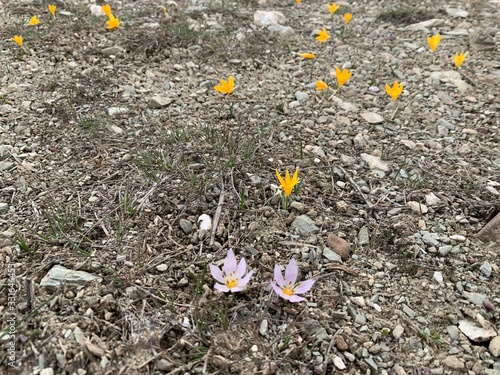 pink and yellow flowers on the ground