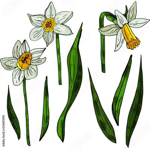 Set of beautiful narcissus flowers for cards, posters, textile etc. Cartoon narcissus vector illustration
