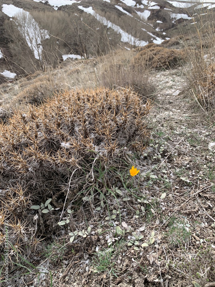 Obraz premium flowers on a rock