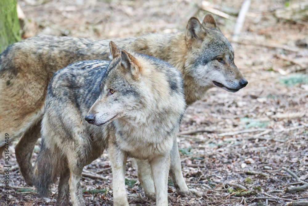Wölfe (canis lupus) Wölfe (canis lupus)