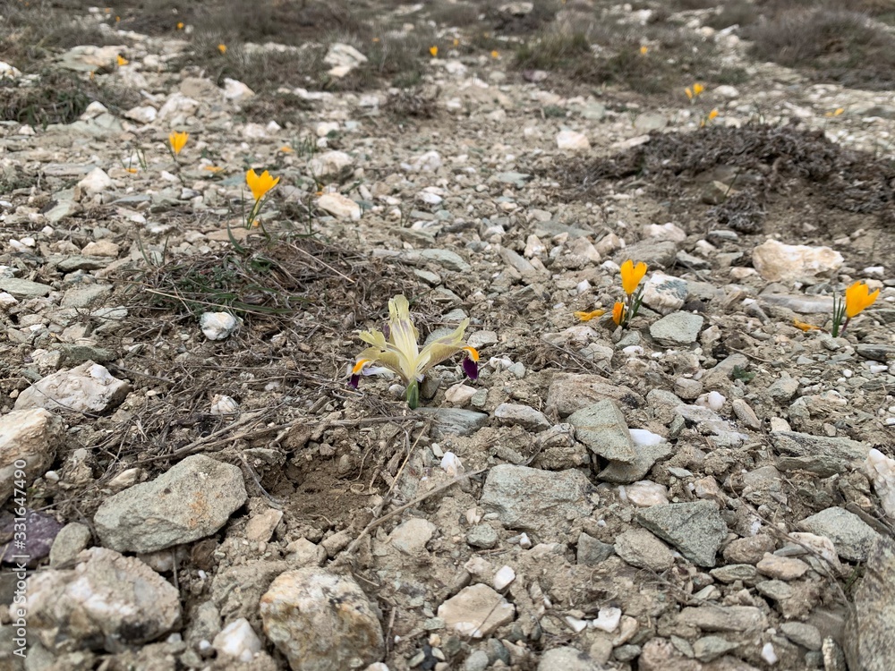 Obraz premium nevruz çiçeği