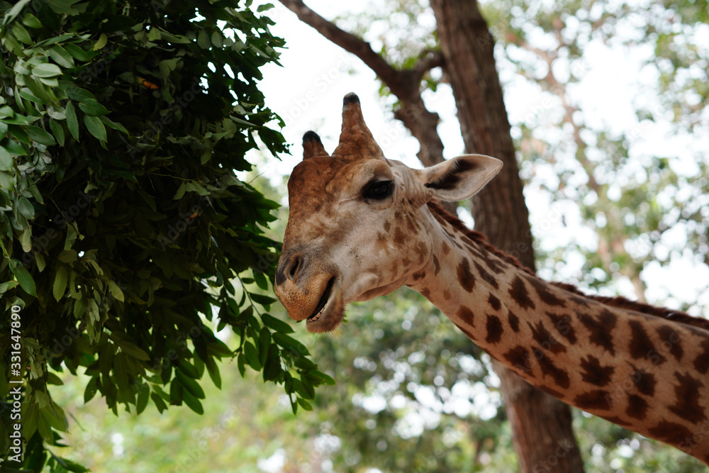 Fototapeta premium żyrafa jedząca liść drzewa blisko głowy