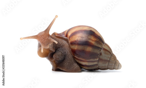 close up snail isolated on white background with clipping path