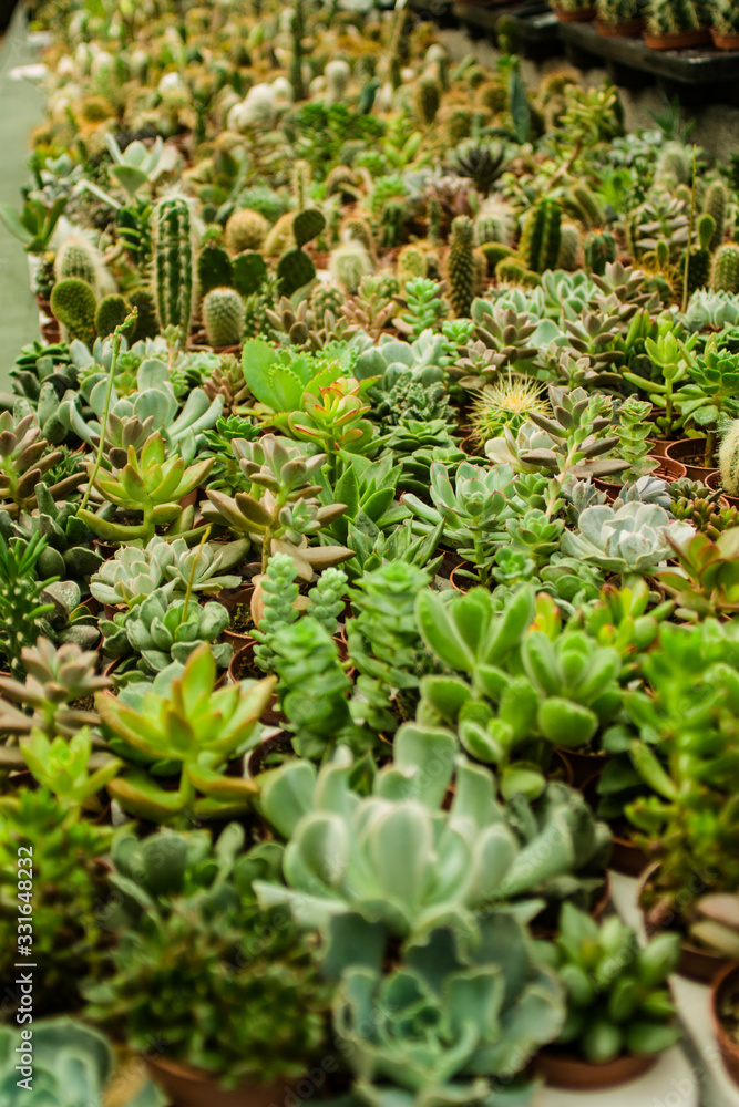 a lot of little cactus in small green plantation a lot of little cactus in small green plantation