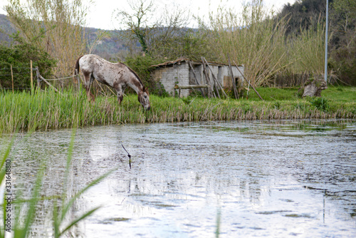 Cavallo ai Laghetti del Farfa photo