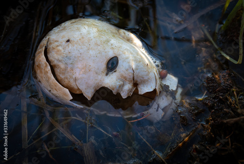 Zerstörter Puppenkopf im Schmutzwasser photo