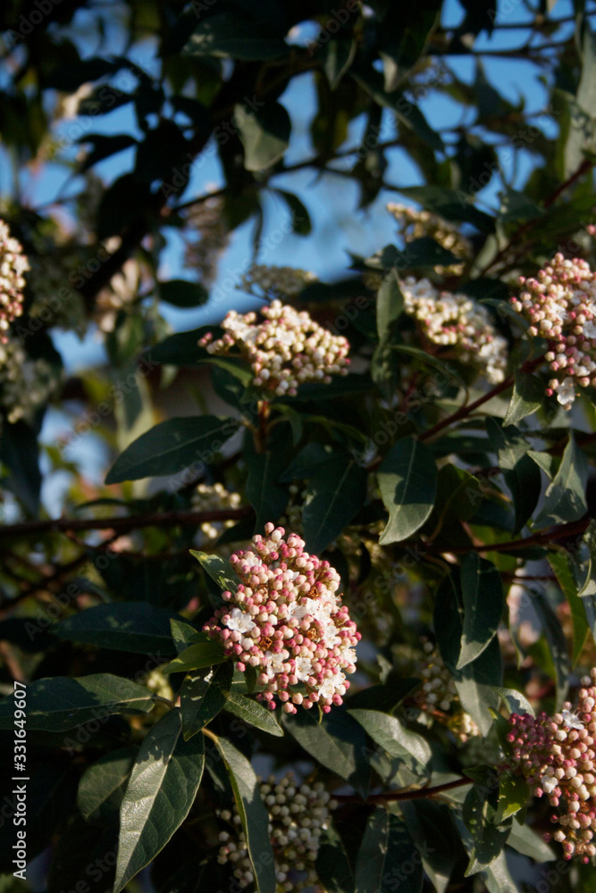 Japanese Skimmia or Skimmia japonica bush in bloom with pale pink flowers against blue sky Japanese Skimmia or Skimmia japonica bush in bloom with pale pink flowers against blue sky