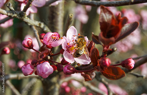 Biene und Blüte Frühling
