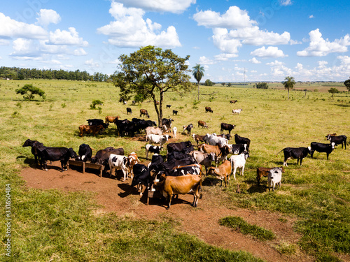 Wallpaper Mural Aerial view of cattle herd on the farm in Mato Grosso do Sul, Brazil. Livestock concept Torontodigital.ca