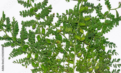 close up of Cicer Arietinum green Gram plant stem