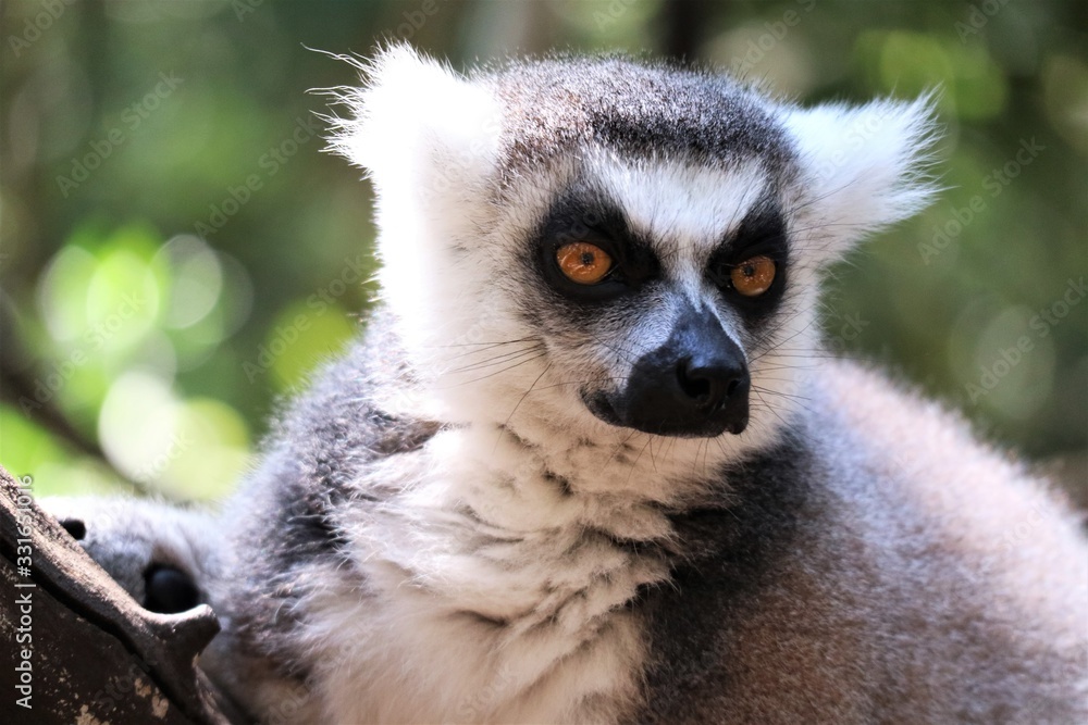 Fototapeta premium affen