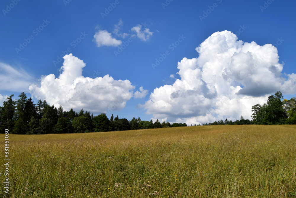 Obraz premium green field and blue sky
