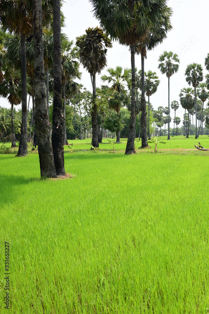 Palm trees and green rice fields with a blue sky background, palm trees or palm trees