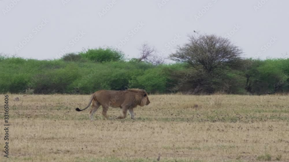 Large adult male lion stalks across the barren grassland, stopping as something catches its attention. Large adult male lion stalks across the barren grassland, stopping as something catches its attention.