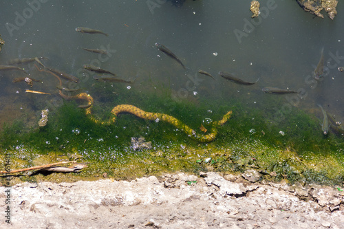 the not poisonous water snake ( Xenochrophis piscator) preys on fish in muddy water in the summer