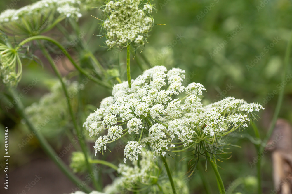Daucus carota inflorescence, showing umbellets. White small flowers on garden. Blooming vegetables in the garden. Daucus carota inflorescence, showing umbellets. White small flowers on garden. Blooming vegetables in the garden.