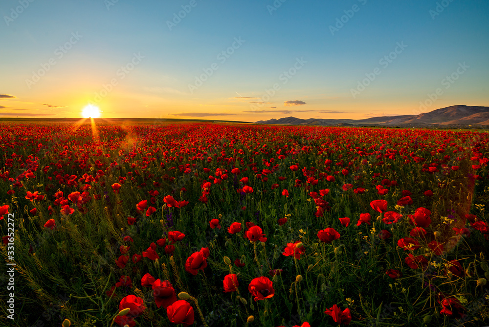 Poppy flower field during the summer at sunset
