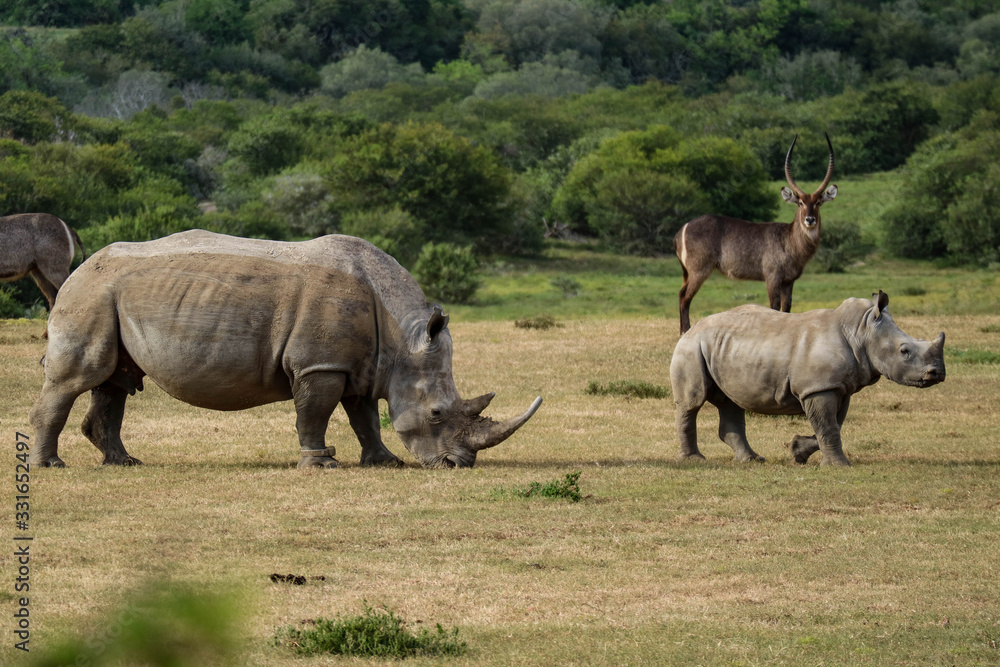 Fototapeta premium tierwelt safari südafrika