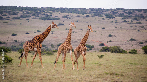 tierwelt safari südafrika