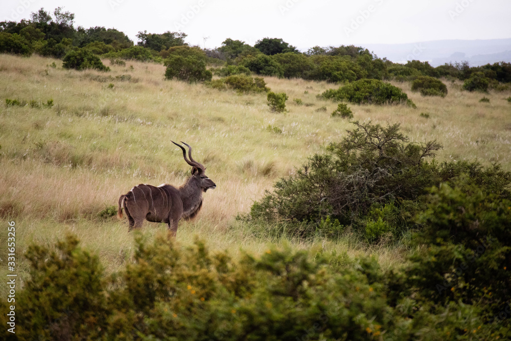 tierwelt safari südafrika tierwelt safari südafrika
