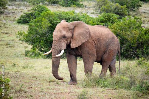 tierwelt safari südafrika