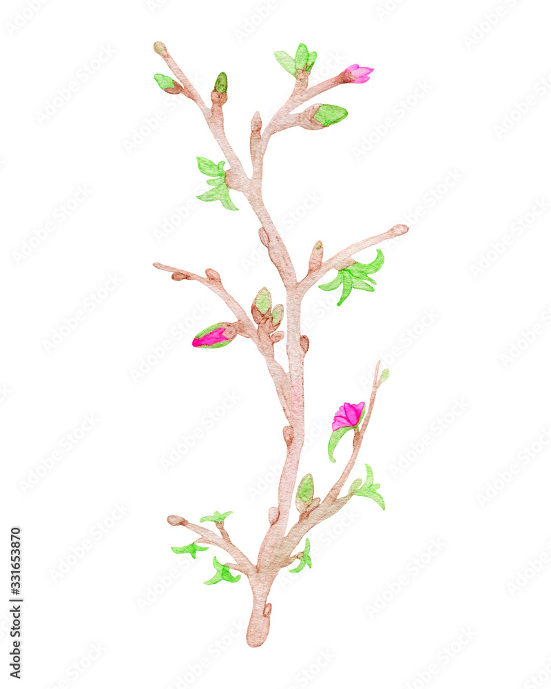 Watercolor hand-drawn tree twig with buds, flowers, leaves. Design element in high resolution isolated on white background. For decor, greeting cards, cover design, invitations, print, illustrations
