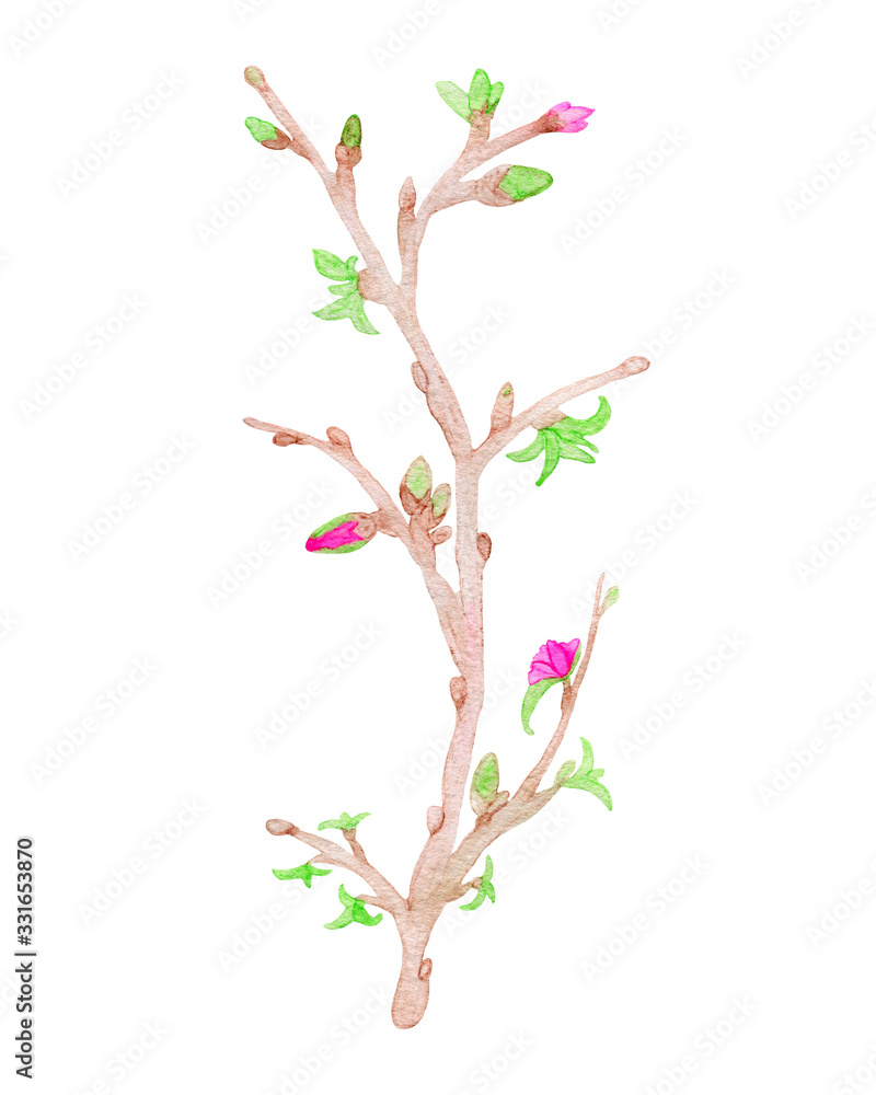 Obraz premium Watercolor hand-drawn tree twig with buds, flowers, leaves. Design element in high resolution isolated on white background. For decor, greeting cards, cover design, invitations, print, illustrations
