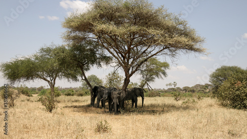 Photography elephants shading in the wild