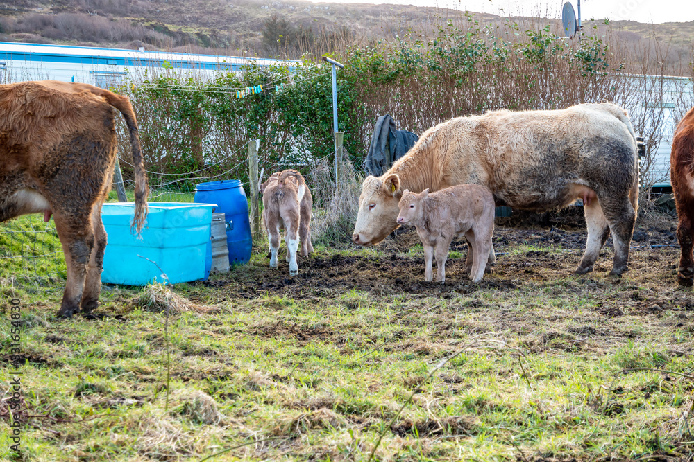 Obraz premium Cows family in a green field in County Donegal - Ireland