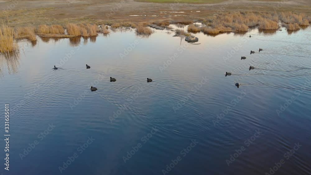 Aerial view of close up of several ducks swimming on pond in early autumn in evening. Copter takes video of wild birds in their habitat on river at beautiful sunset