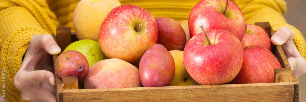 Wooden crate of fruit in his hands. Apples, plums and pears in a wooden box. Autumn harvest. Banner Wooden crate of fruit in his hands. Apples, plums and pears in a wooden box. Autumn harvest. Banner