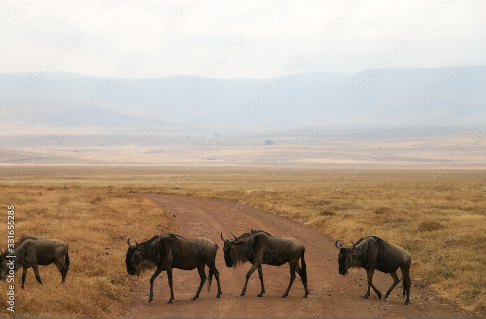 wildebeest migrating on safari