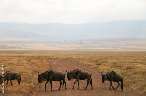 wildebeest migrating on safari