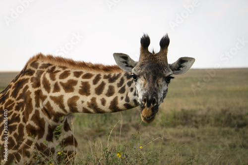 Photography giraffe saying hello