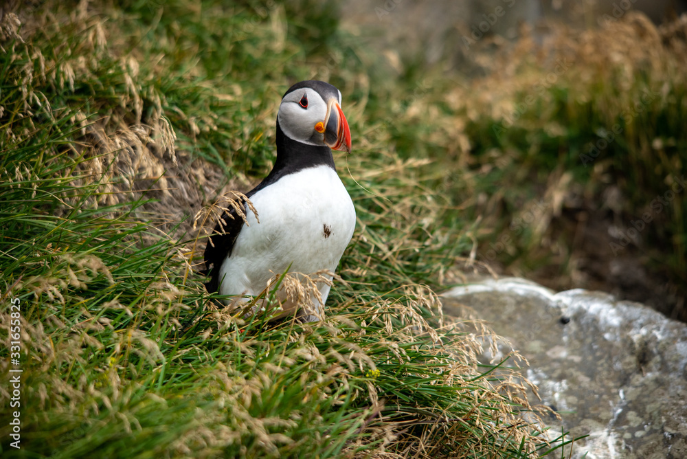 The Atlantic puffin, also known as the common puffin The Atlantic puffin, also known as the common puffin