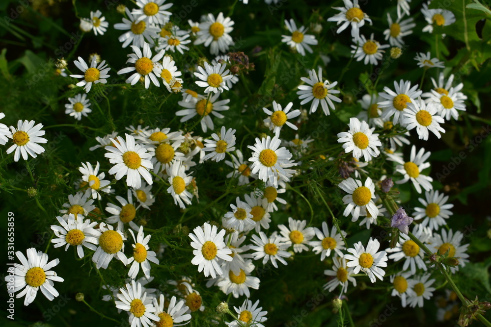 field of daisies, daisies are blooming.beautiful flowers field of daisies, daisies are blooming.beautiful flowers