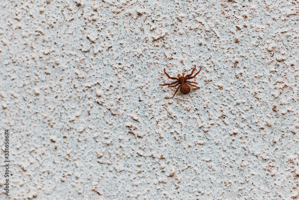 spider crawls on the wall concrete. texture. background. spider crawls on the wall concrete. texture. background.