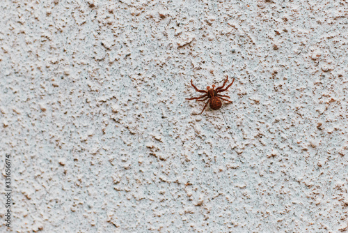 spider crawls on the wall concrete. texture. background.