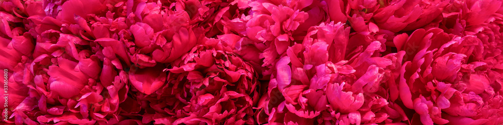 Beautiful spring background made of fresh blossoming pink peonies flowers. Luxury floral backdrop or mock up with space for text. Modern trend, springtime in full bloom concept. Banner, wide format Beautiful spring background made of fresh blossoming pink peonies flowers. Luxury floral backdrop or mock up with space for text. Modern trend, springtime in full bloom concept. Banner, wide format
