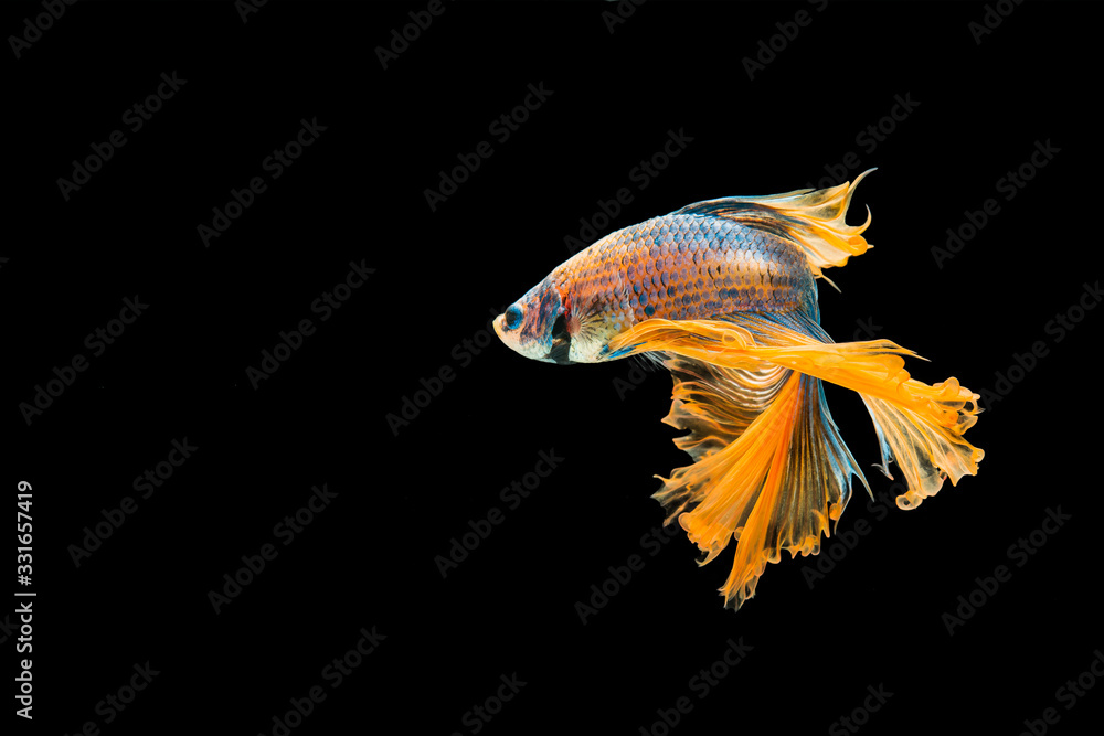 Fototapeta premium Action and movement of orange and blueThai fighting fish on a black background
