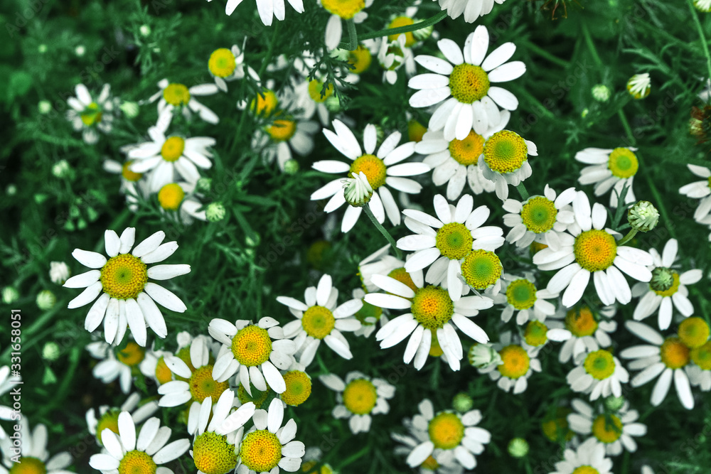 flowering spring flowers bud chamomile flowering spring flowers bud chamomile