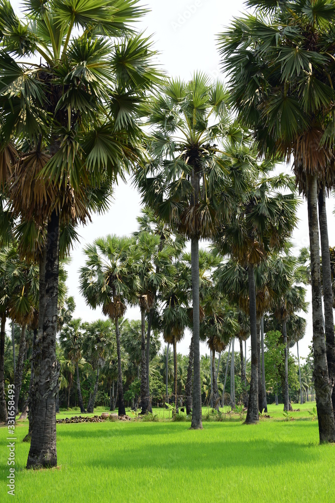 Palm trees and blue sky background,Sugar Palm or Toddy Palm. Palm trees and blue sky background,Sugar Palm or Toddy Palm.