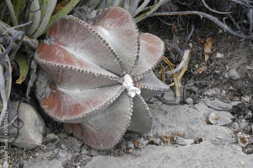 Astrophytum myriostigma photo