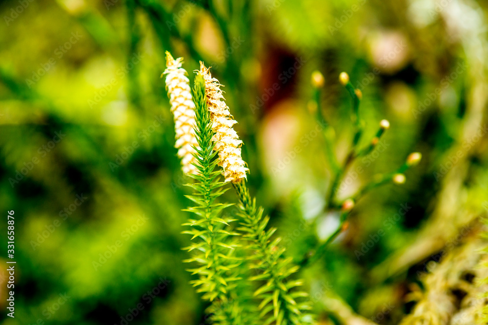 Huperzia, fir moss, medicinal plant in a forest Huperzia, fir moss, medicinal plant in a forest