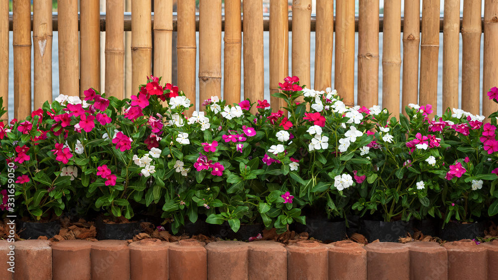 Front view of many white and pink Catharanthus roseus flowers are blooming in interlocking bricks block with bamboo wooden wall background, home gardening concept