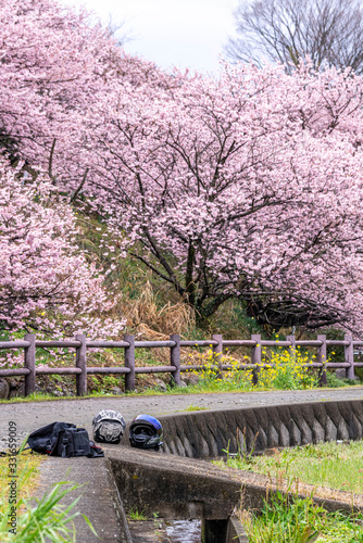 神奈川県 足柄 一ノ堰ハラネ春めき桜