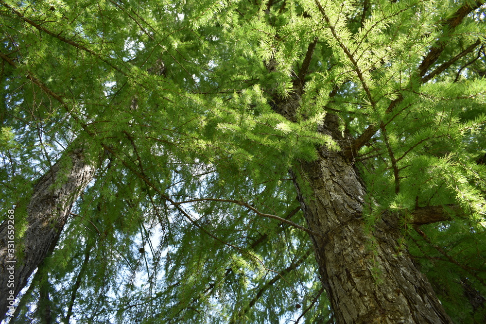 Fototapeta premium tree in forest