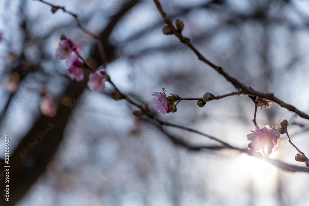 Sakura flowers in early spring when they have just begun to bloom with sun bokeh in the background.