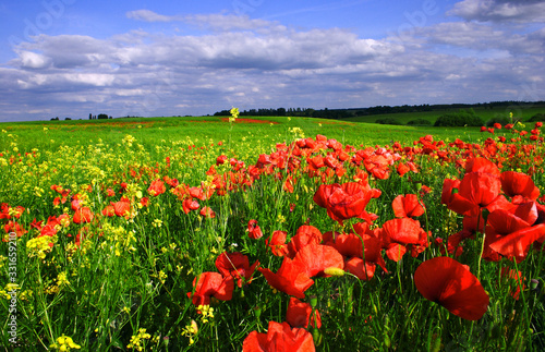 Field poppies on a summer sunny day